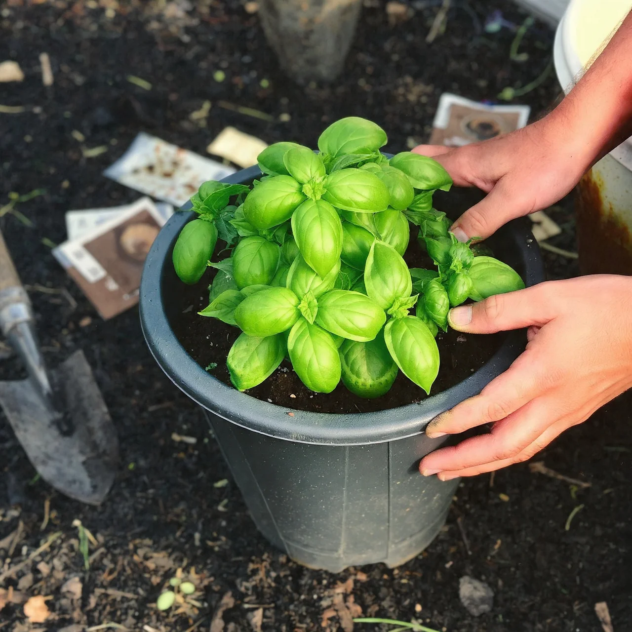 basil-in-pots-plastic-pot