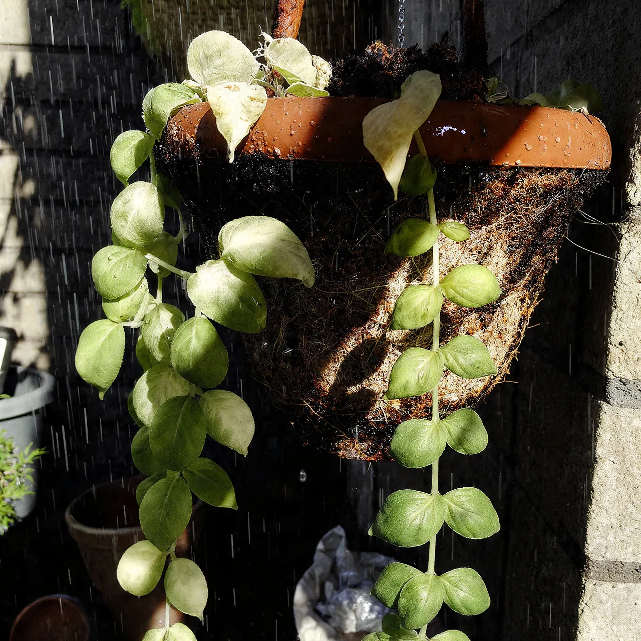basil-in-pots-hanging-basket