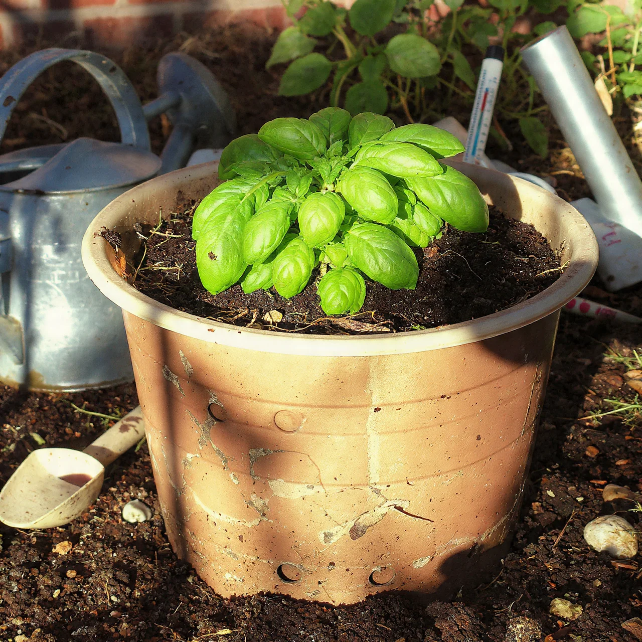 basil-in-pots-upcycled-container
