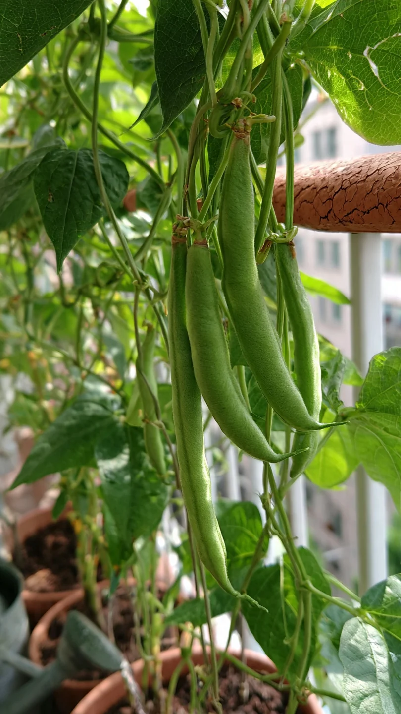 beans-in-containers-pole-beans-on-balcony-railings