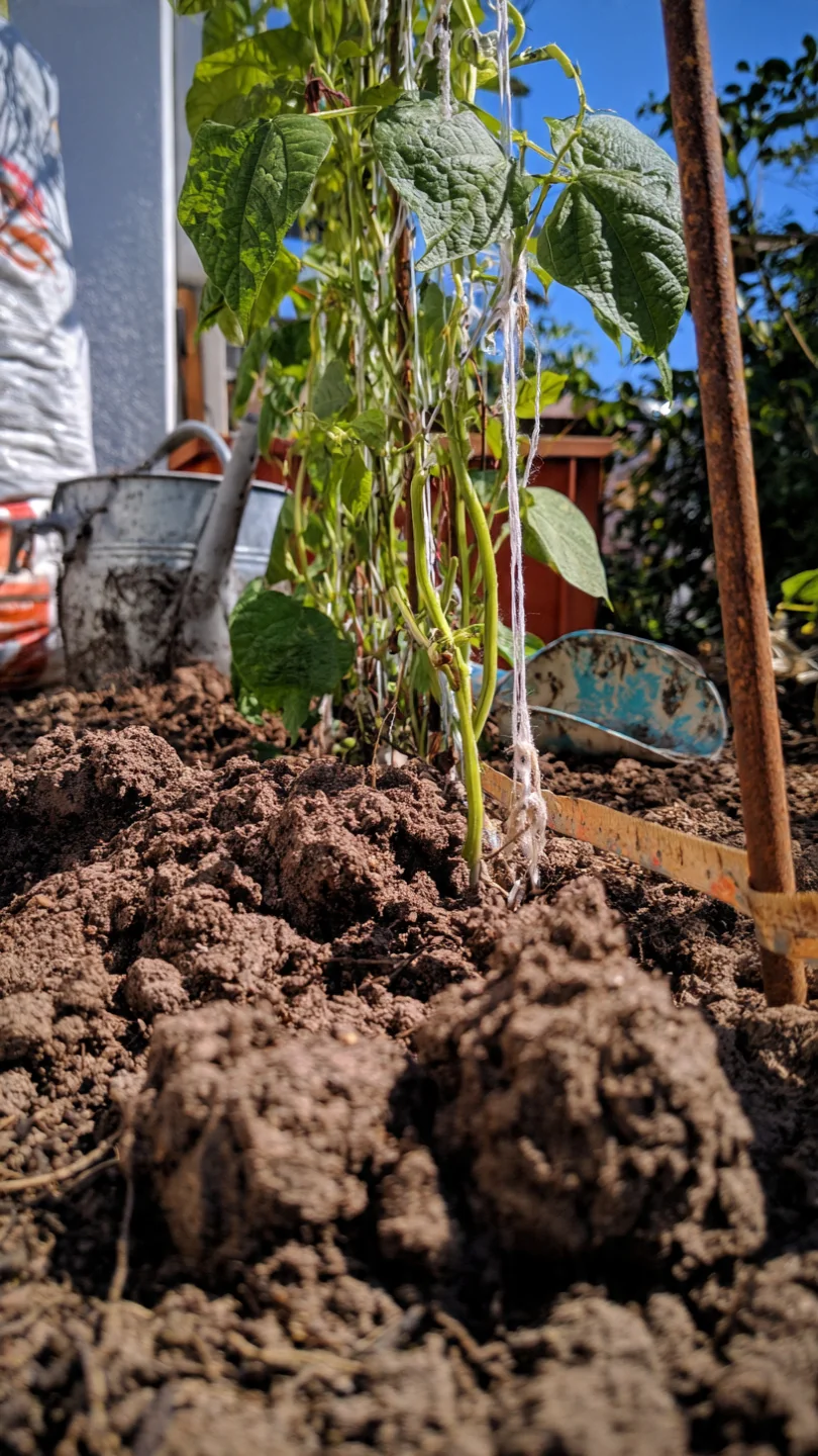 beans-in-containers-vertical-trellis-pole-beans