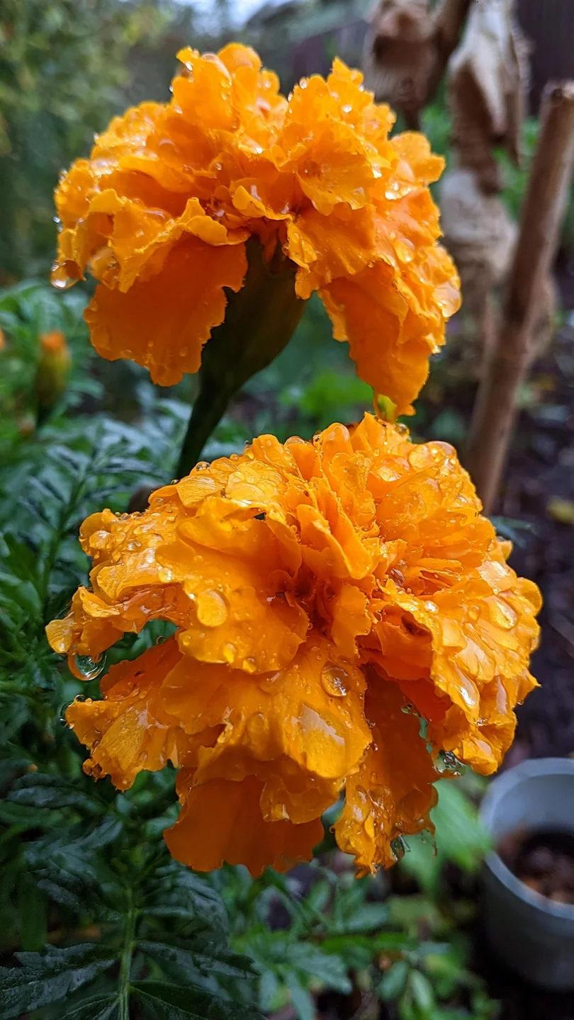 bee-garden-flowers-marigolds