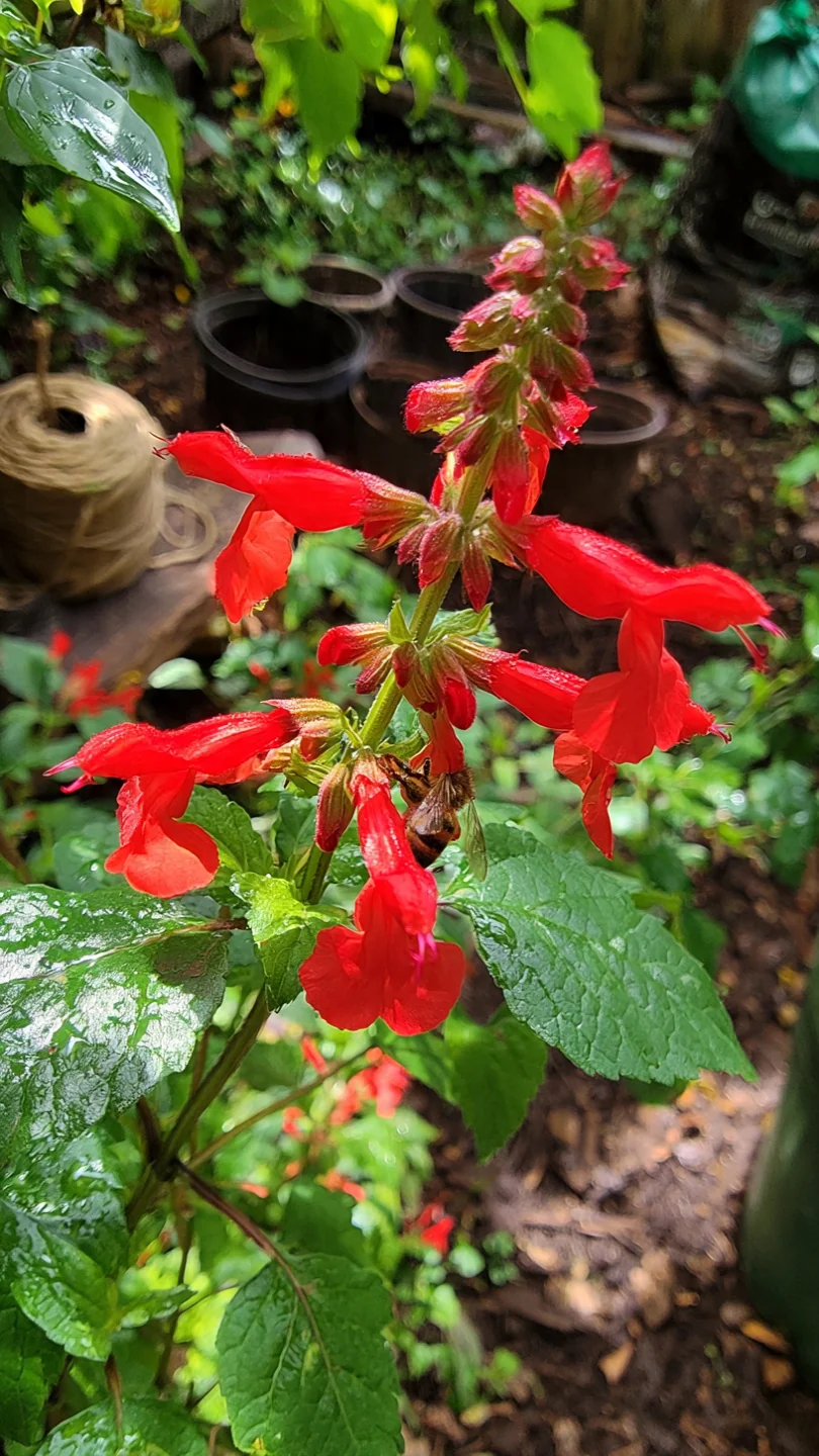 bee-garden-flowers-salvia