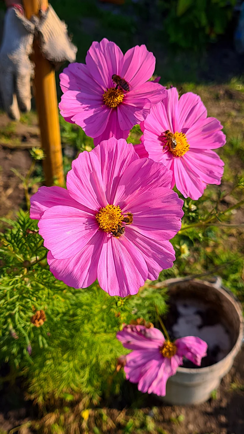bee-garden-flowers-cosmos