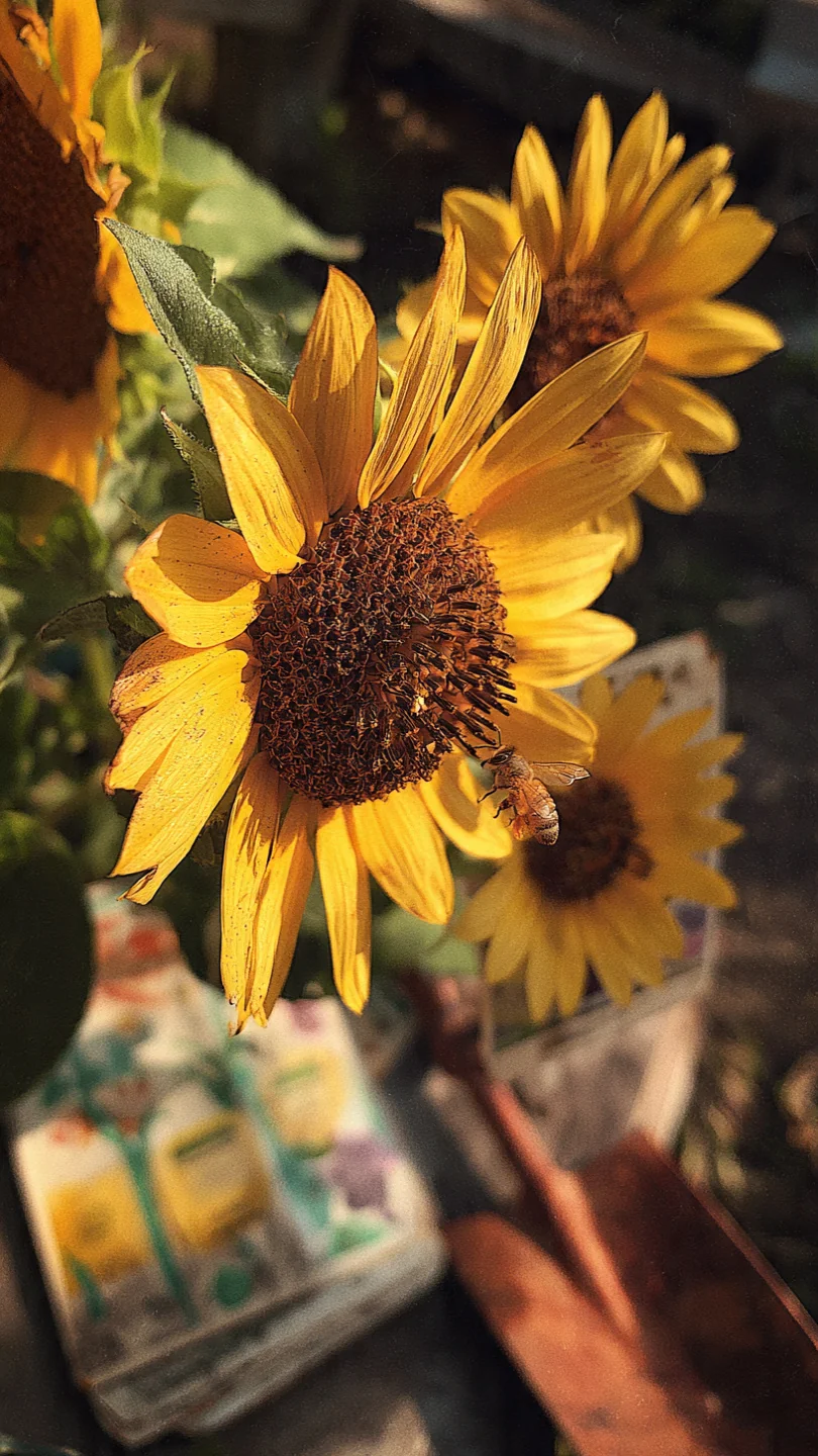 bee-garden-flowers-sunflowers