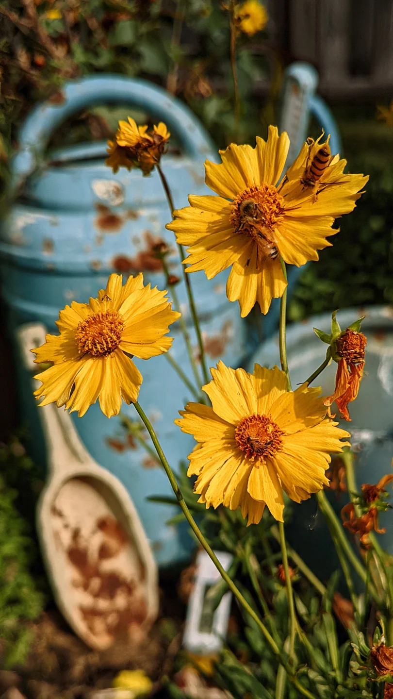 bee-garden-flowers-coreopsis