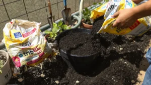 best-soil-for-container-gardening-featured.jpg