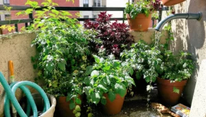 best-vegetables-for-containers-featured.jpg