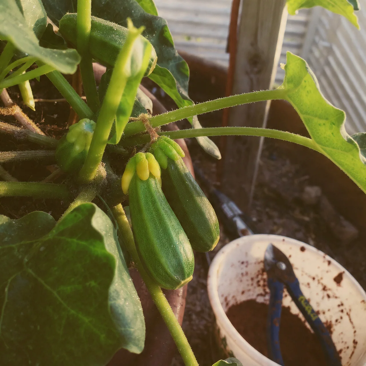 best-vegetables-for-containers-zucchini