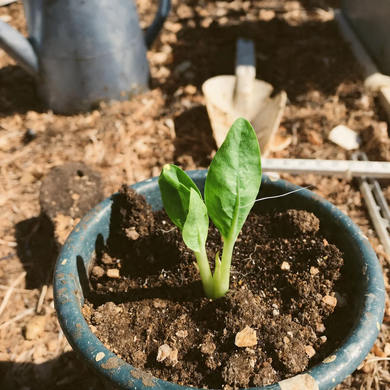 best-vegetables-for-containers-radishes