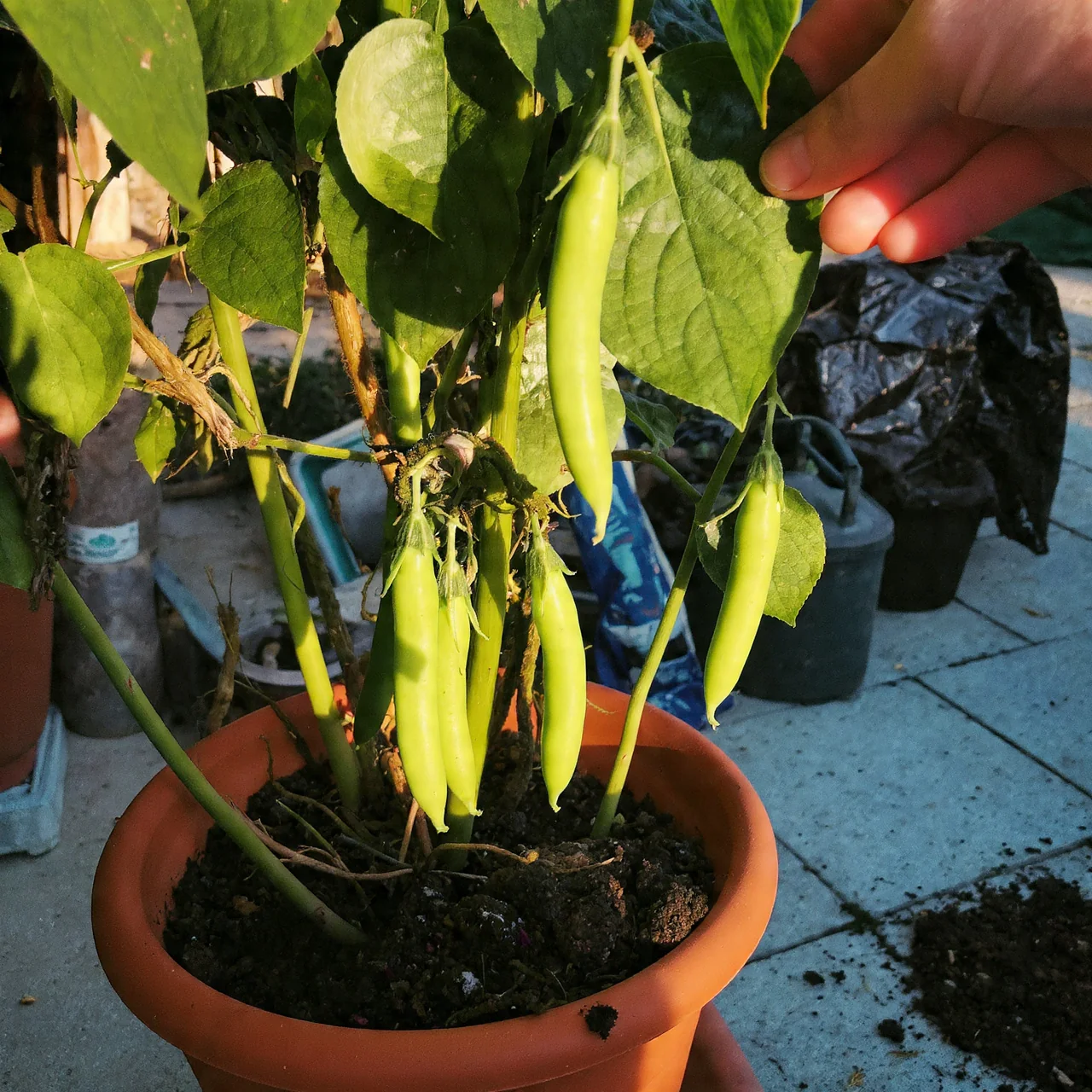 best-vegetables-for-containers-bush-beans