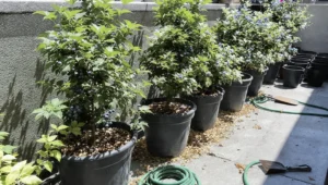 blueberries-in-pots-featured.jpg