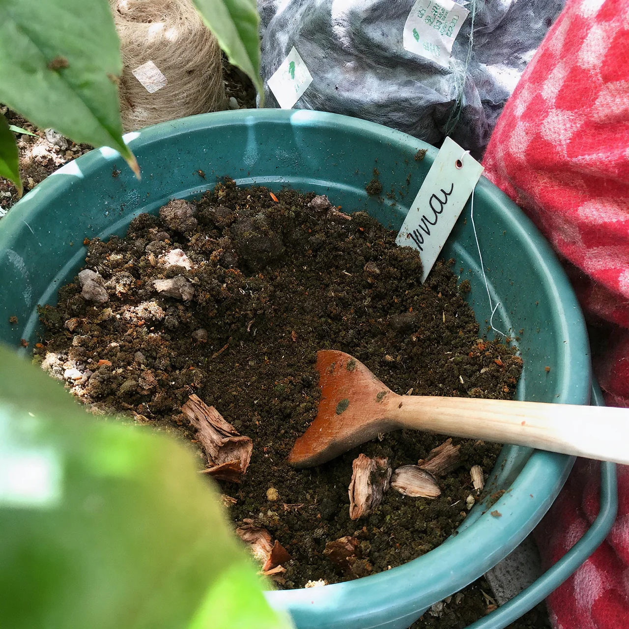 blueberries-in-pots-acidic-soil-recipes