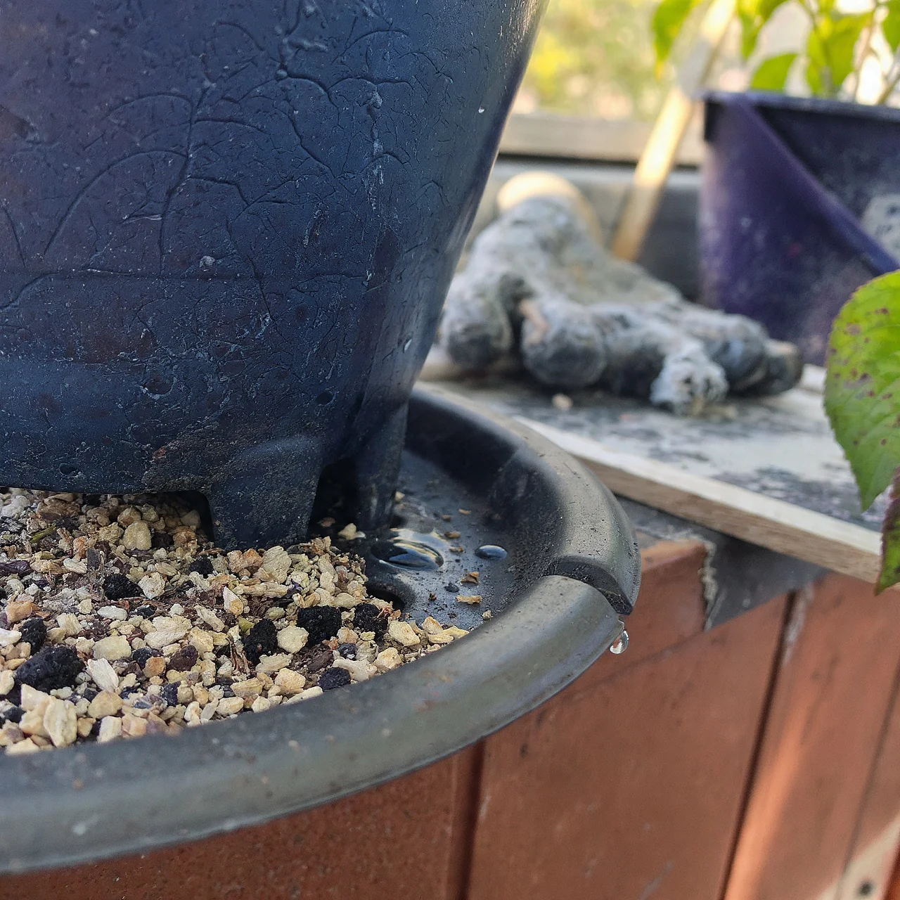 blueberries-in-pots-drainage-material-choices