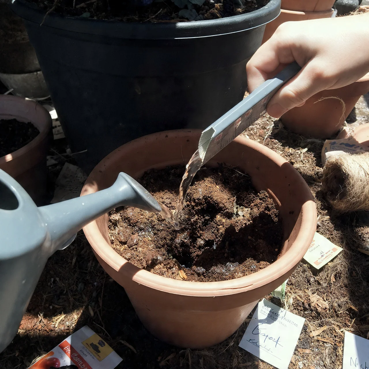 blueberries-in-pots-watering-schedules