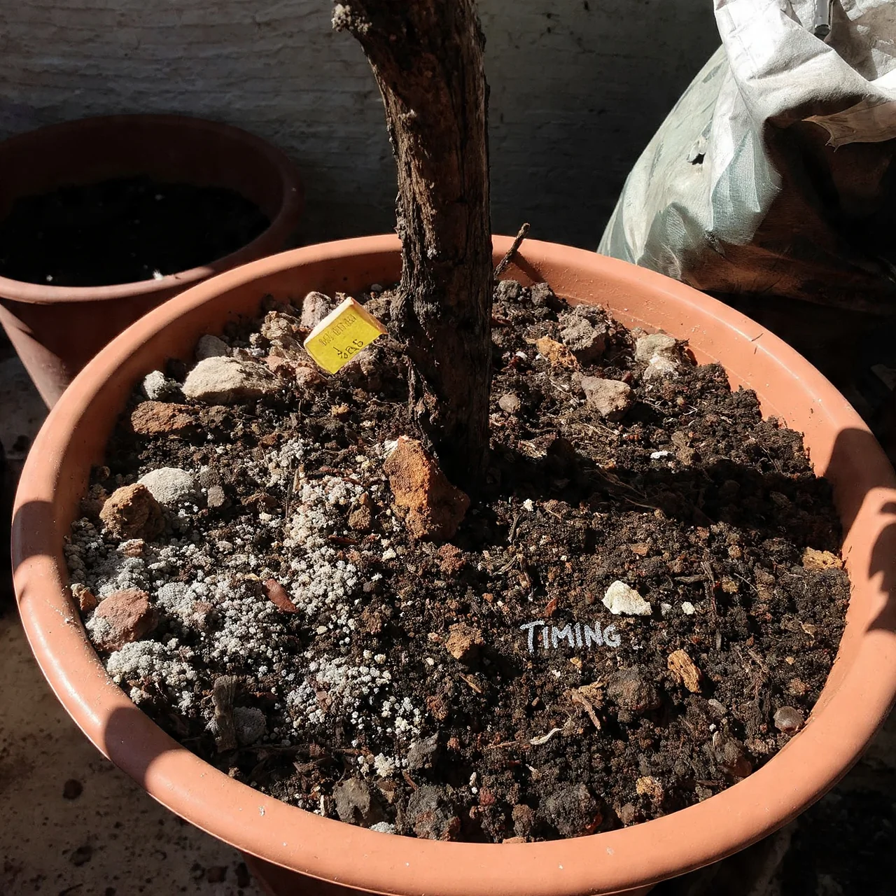 blueberries-in-pots-acidic-fertilizer-timing