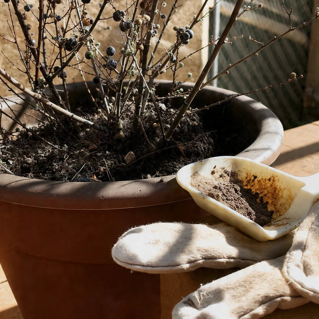 blueberries-in-pots-pruning-techniques