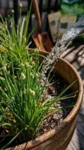 chives-in-pots-featured.jpg