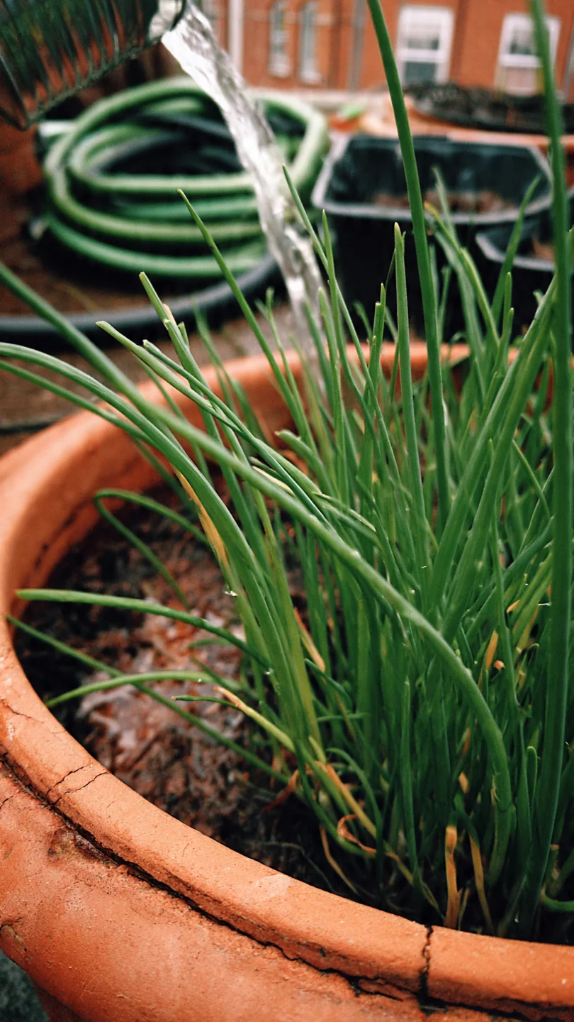 chives-in-pots-common-chives-in-wide-terracotta-pots