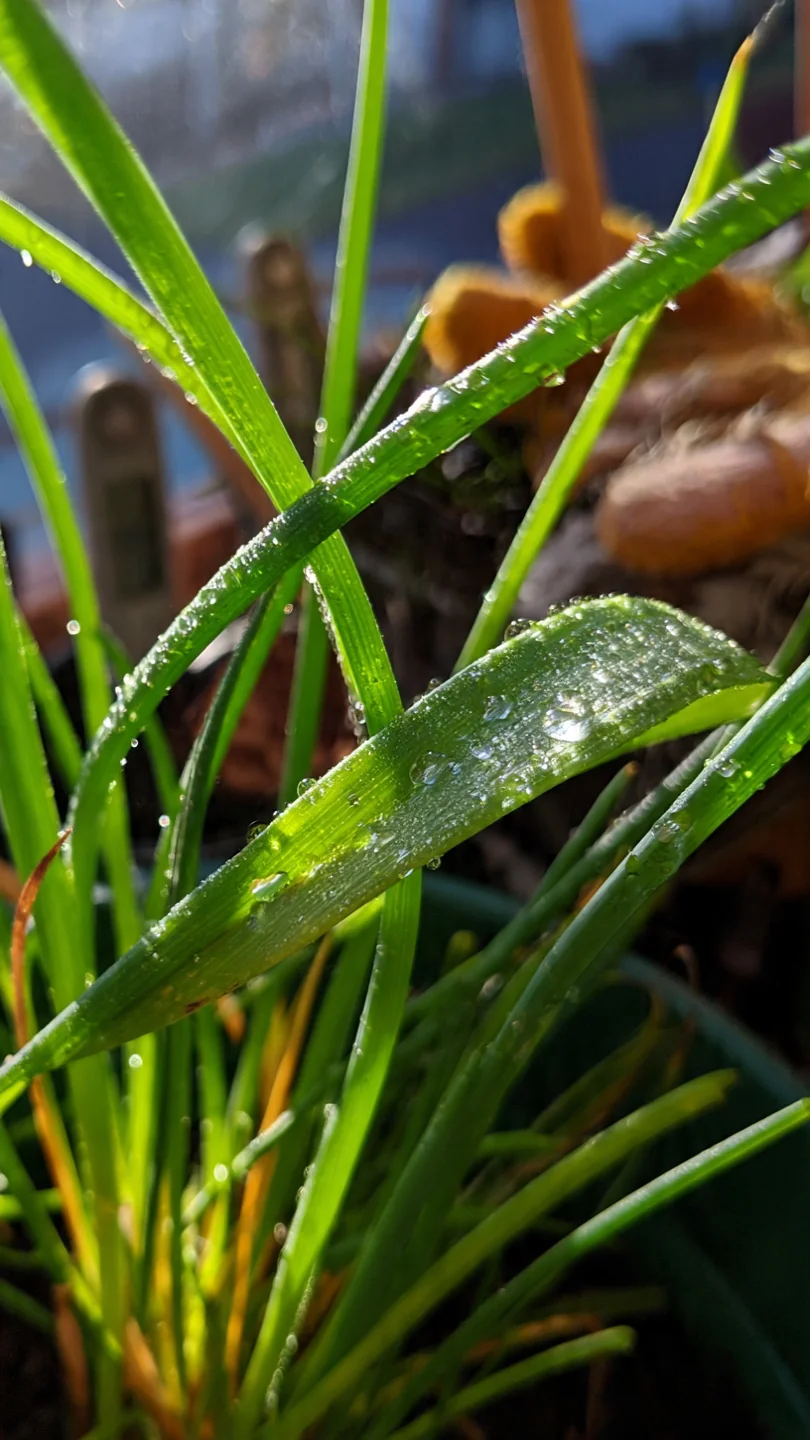 chives-in-pots-common-chives-overwintered-indoors-on-sunny-windowsills