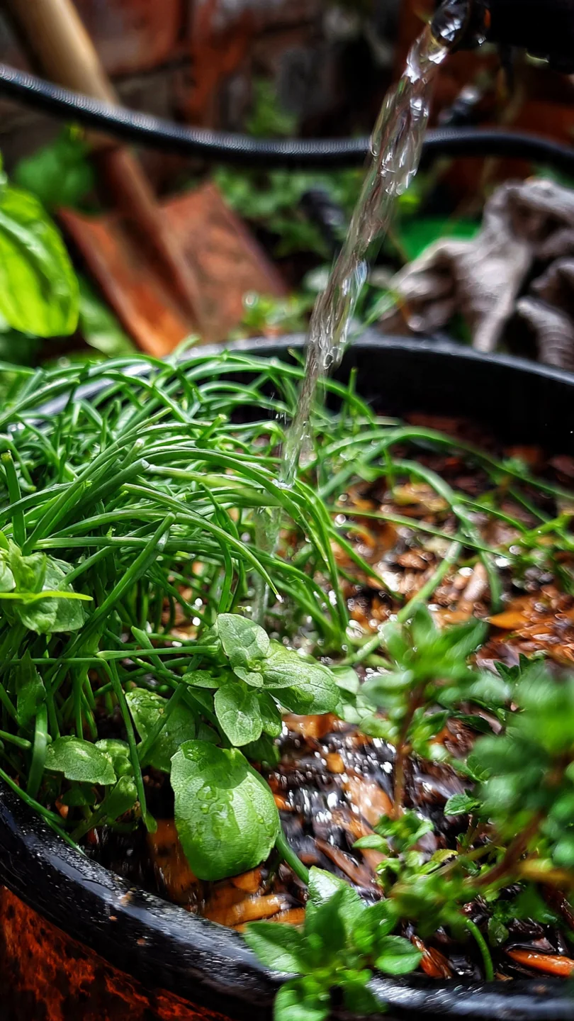 chives-in-pots-chives-companion-planted-with-basil-or-thyme-in-one-pot
