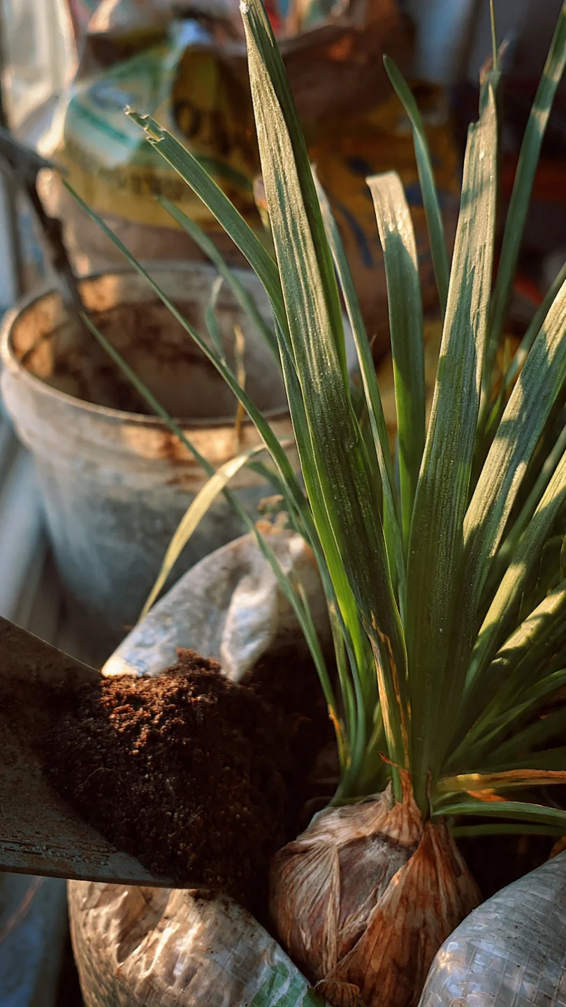 chives-in-pots-garlic-chives-in-lightweight-grow-bags-for-indoor-transitions