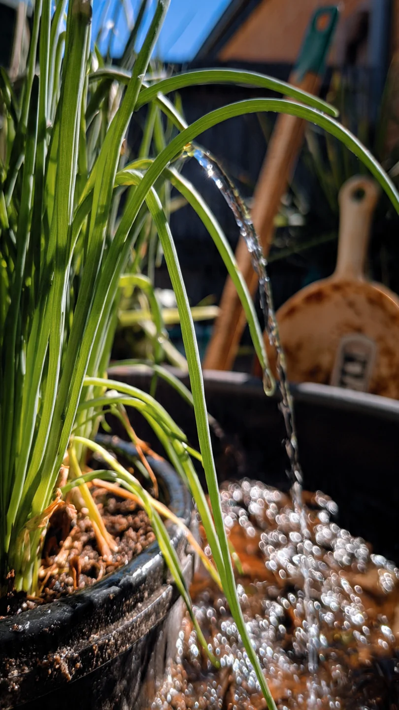 chives-in-pots-common-chives-in-self-watering-patio-containers