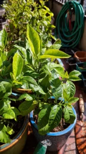 Citrus in Containers: The Decision Grid for Matching Varieties to Space, Climate, and Effort Constraints - Visual Guide Part 1