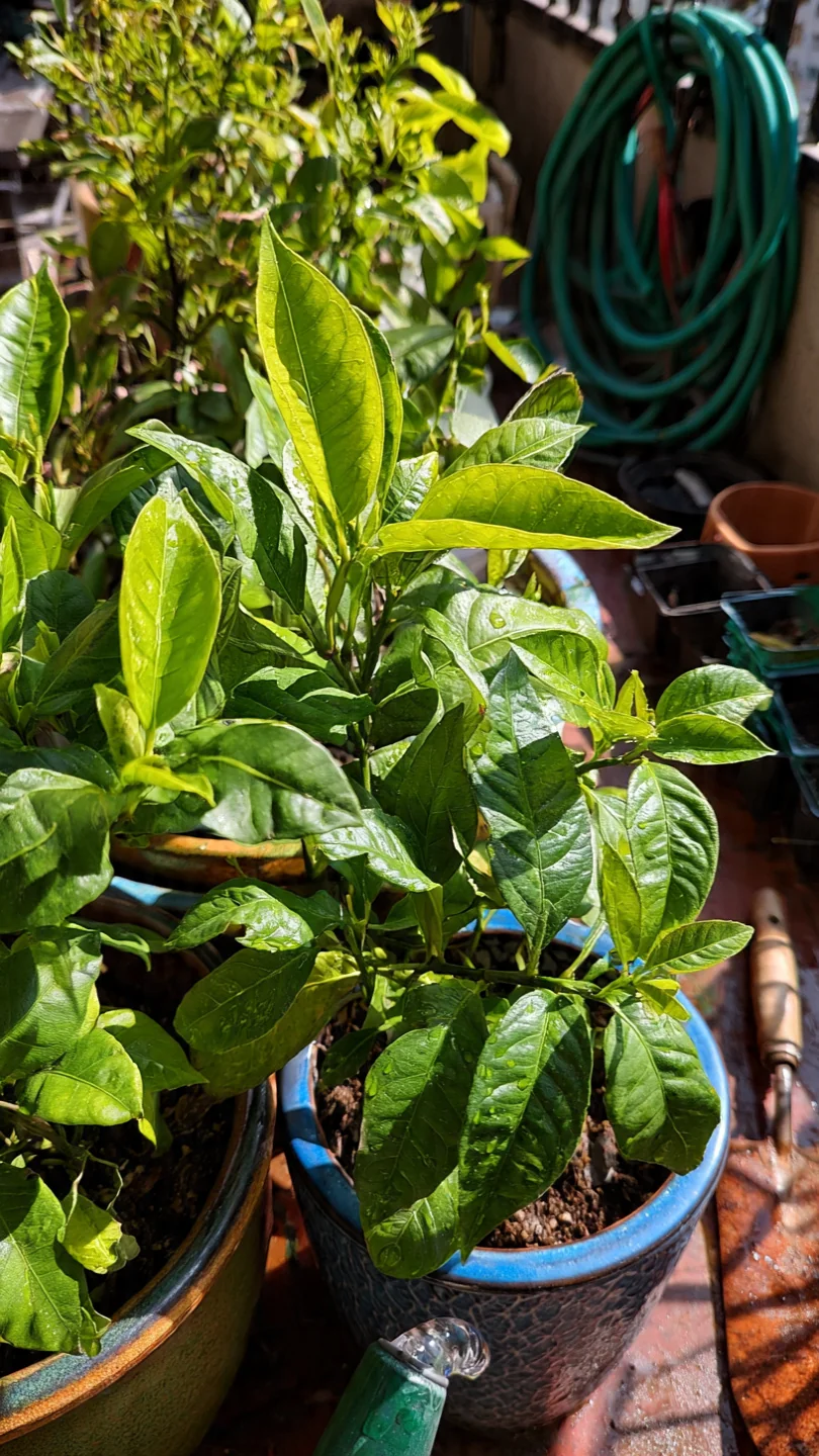 Citrus in Containers: The Decision Grid for Matching Varieties to Space, Climate, and Effort Constraints - Visual Guide Part 1
