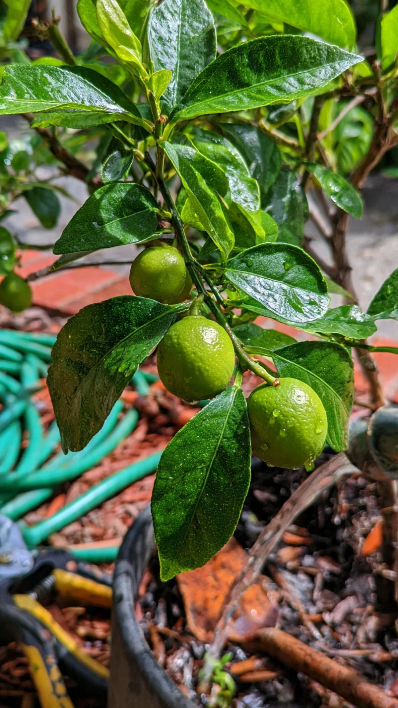 Citrus in Containers: The Decision Grid for Matching Varieties to Space, Climate, and Effort Constraints - Visual Guide Part 6