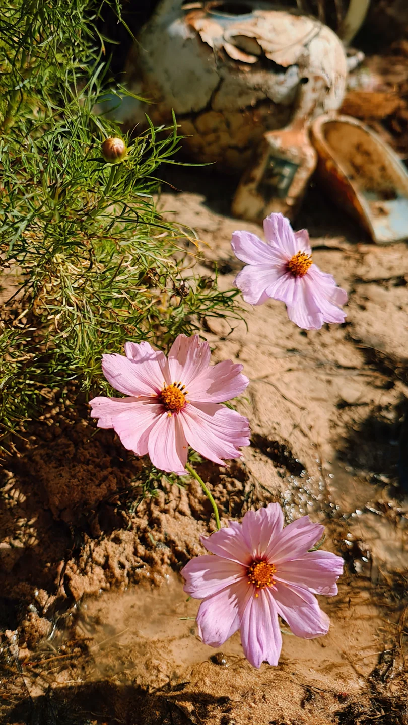 clay-soil-flowers-cosmos