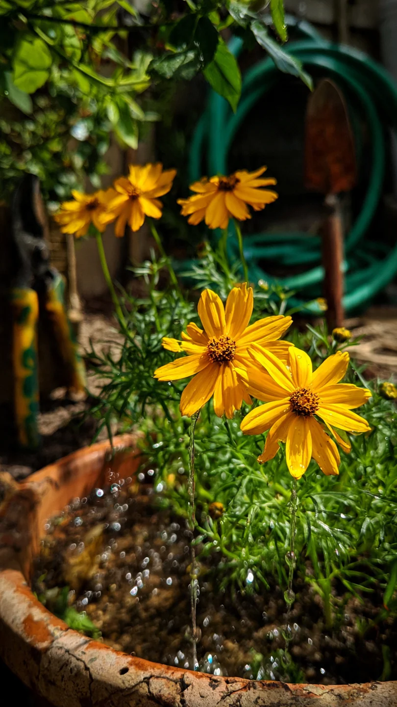 clay-soil-flowers-coreopsis