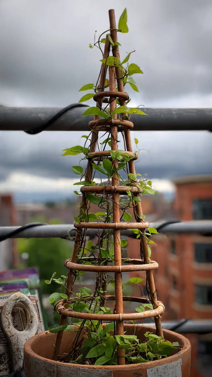 clematis-trellis-obelisk-trellis