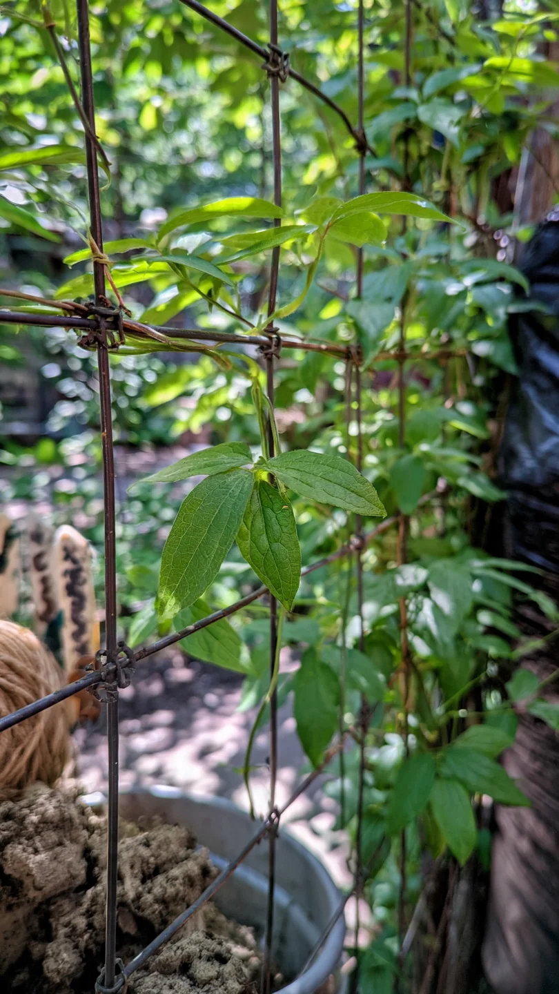 clematis-trellis-wire-grid-panel