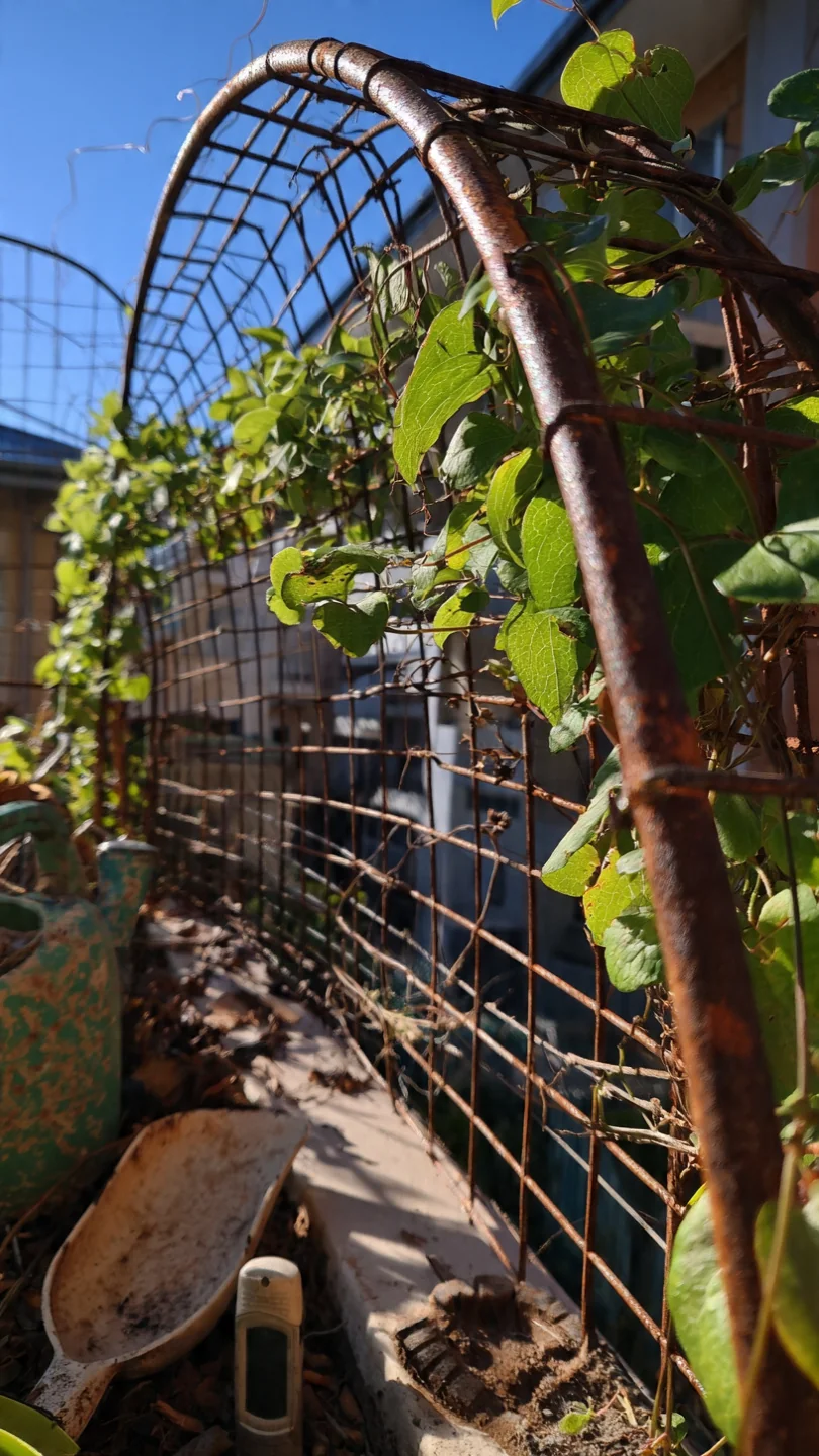clematis-trellis-cattle-panel-arch