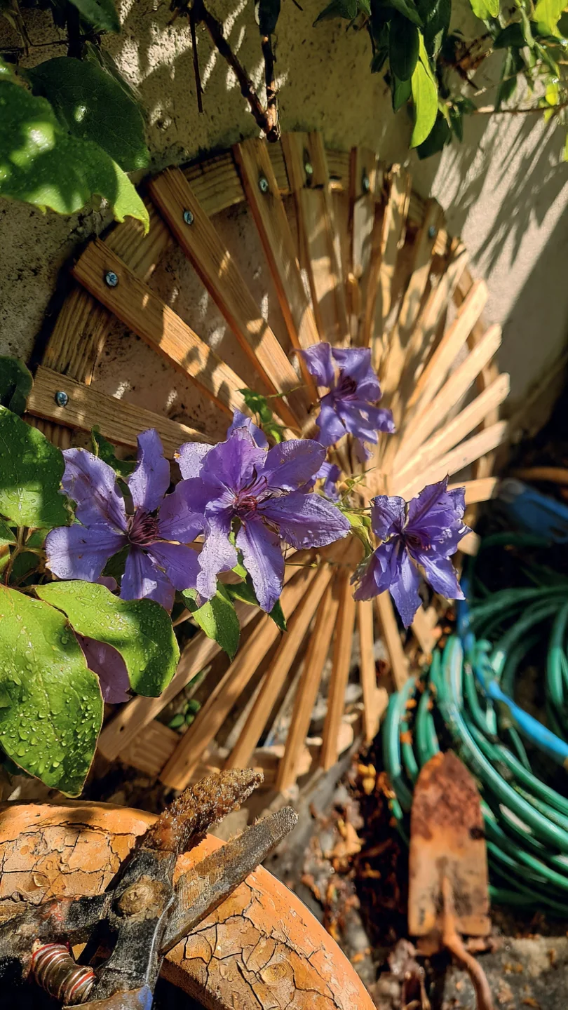 clematis-trellis-fan-shaped-wall-trellis