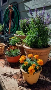 container-flowers-featured.jpg