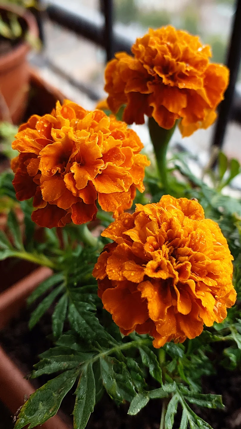 container-flowers-marigolds