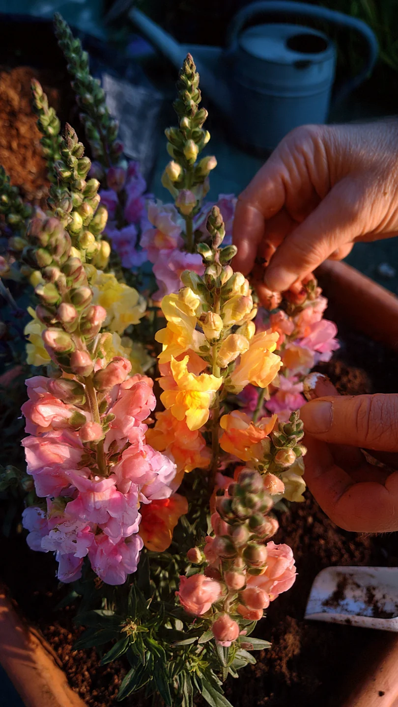 container-flowers-snapdragons