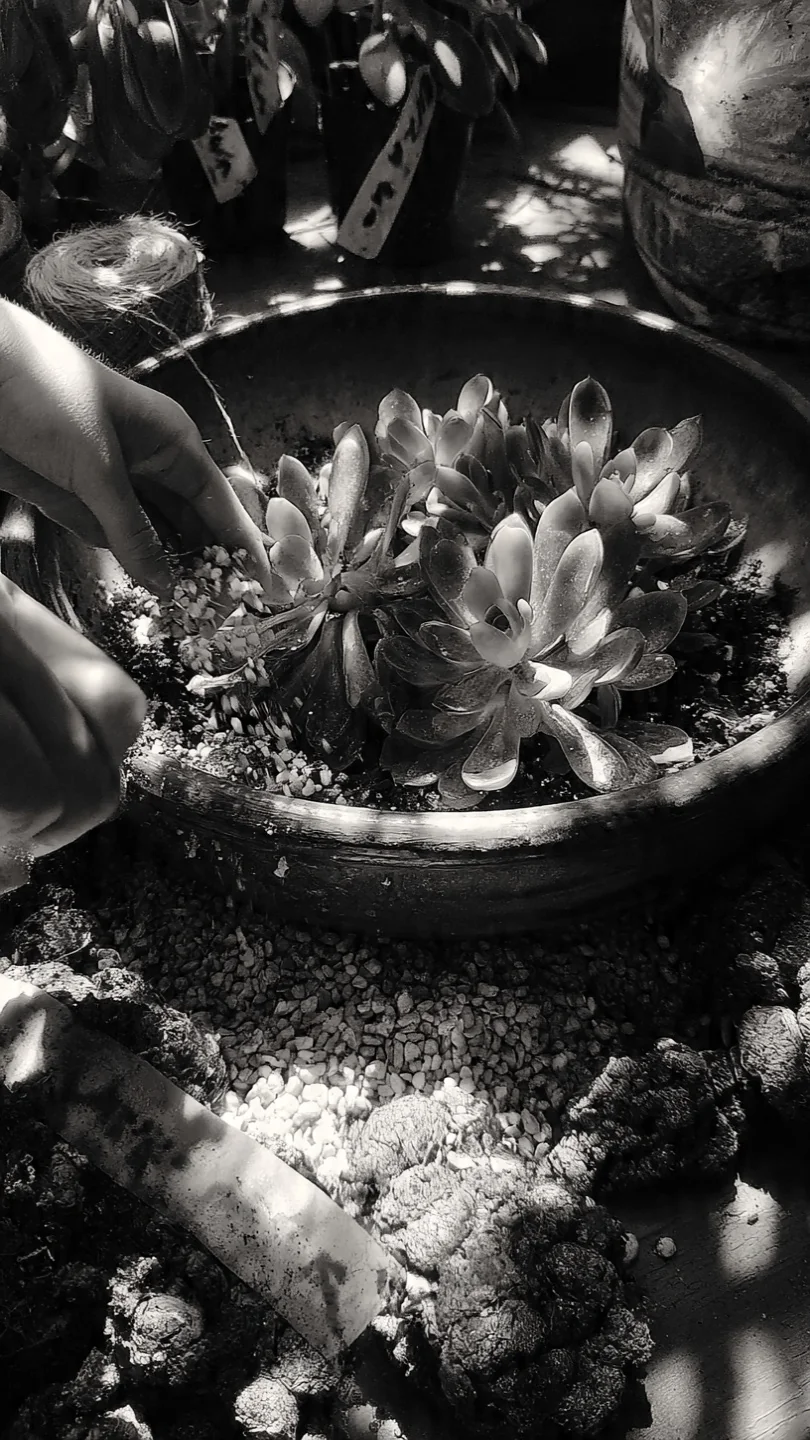 container-garden-ideas-succulent-monochrome-bowl