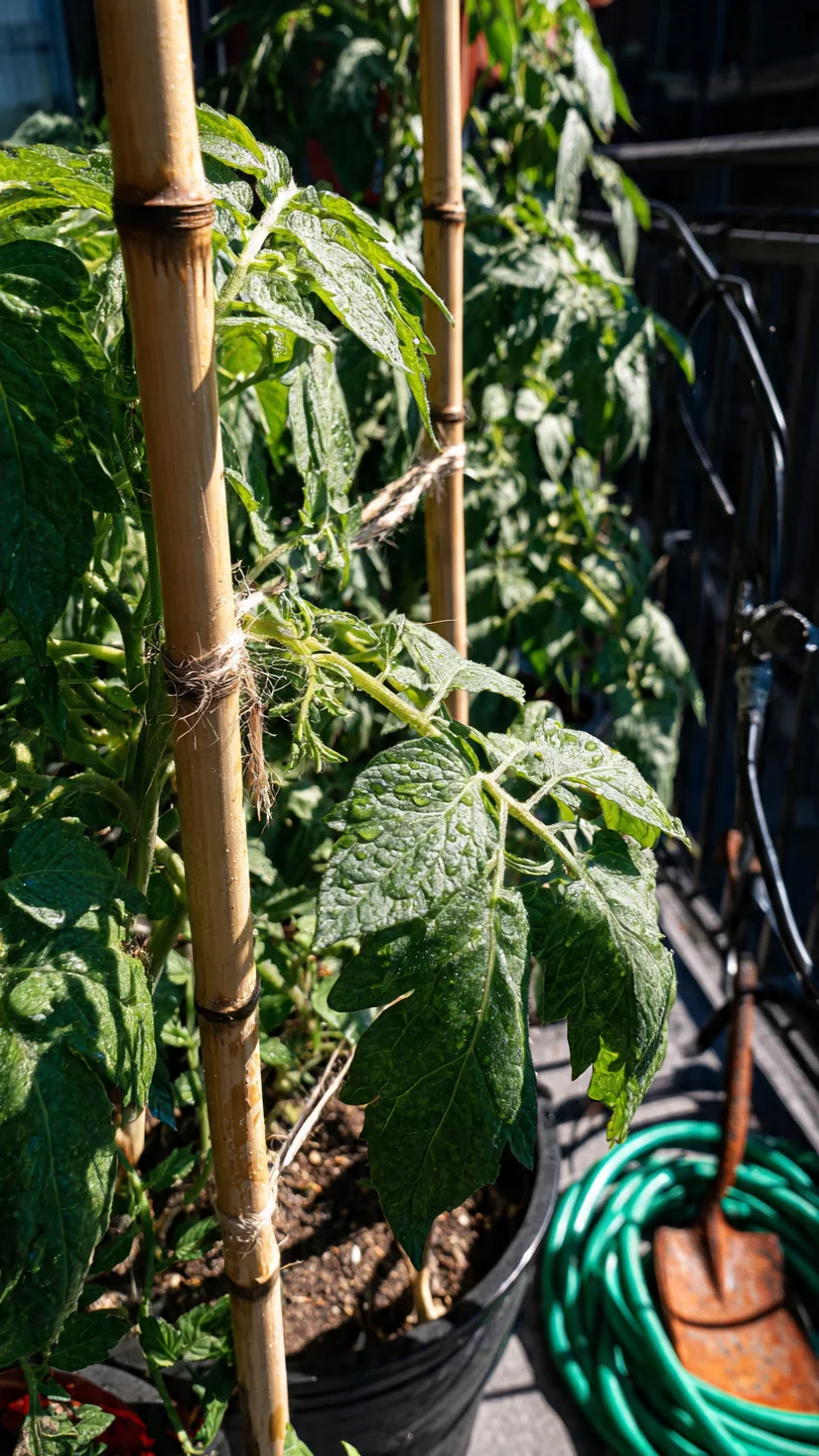 Container Trellis Ideas: Match Support Mechanics to Pot Size and Crop Load for Stable Vertical Growth - Visual Guide Part 1