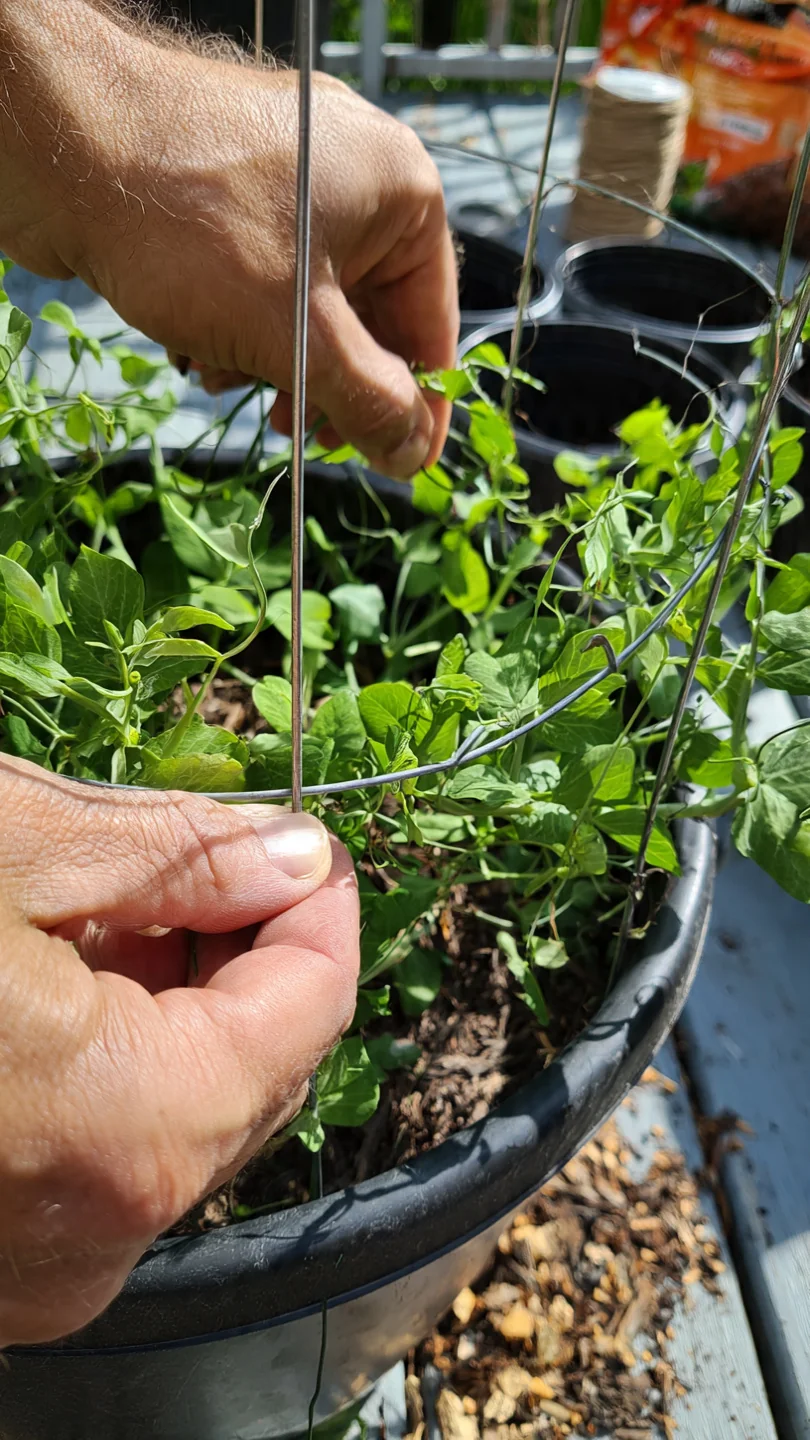 Container Trellis Ideas: Match Support Mechanics to Pot Size and Crop Load for Stable Vertical Growth - Visual Guide Part 3