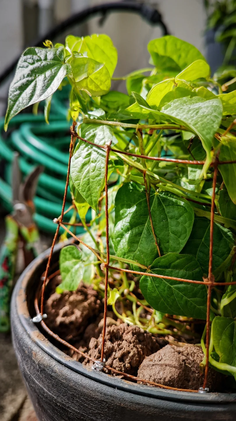 Container Trellis Ideas: Match Support Mechanics to Pot Size and Crop Load for Stable Vertical Growth - Visual Guide Part 6