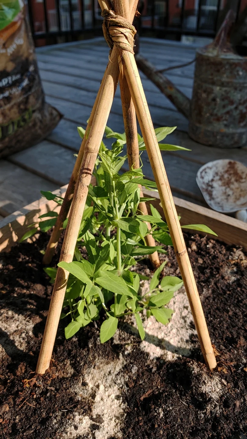 Container Trellis Ideas: Match Support Mechanics to Pot Size and Crop Load for Stable Vertical Growth - Visual Guide Part 9
