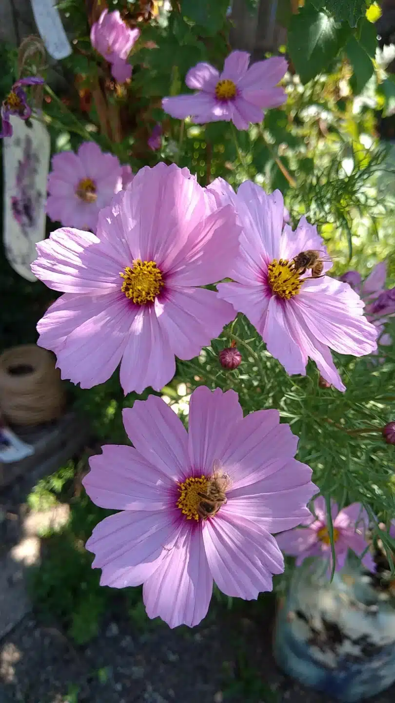 summer-flowers-cosmos