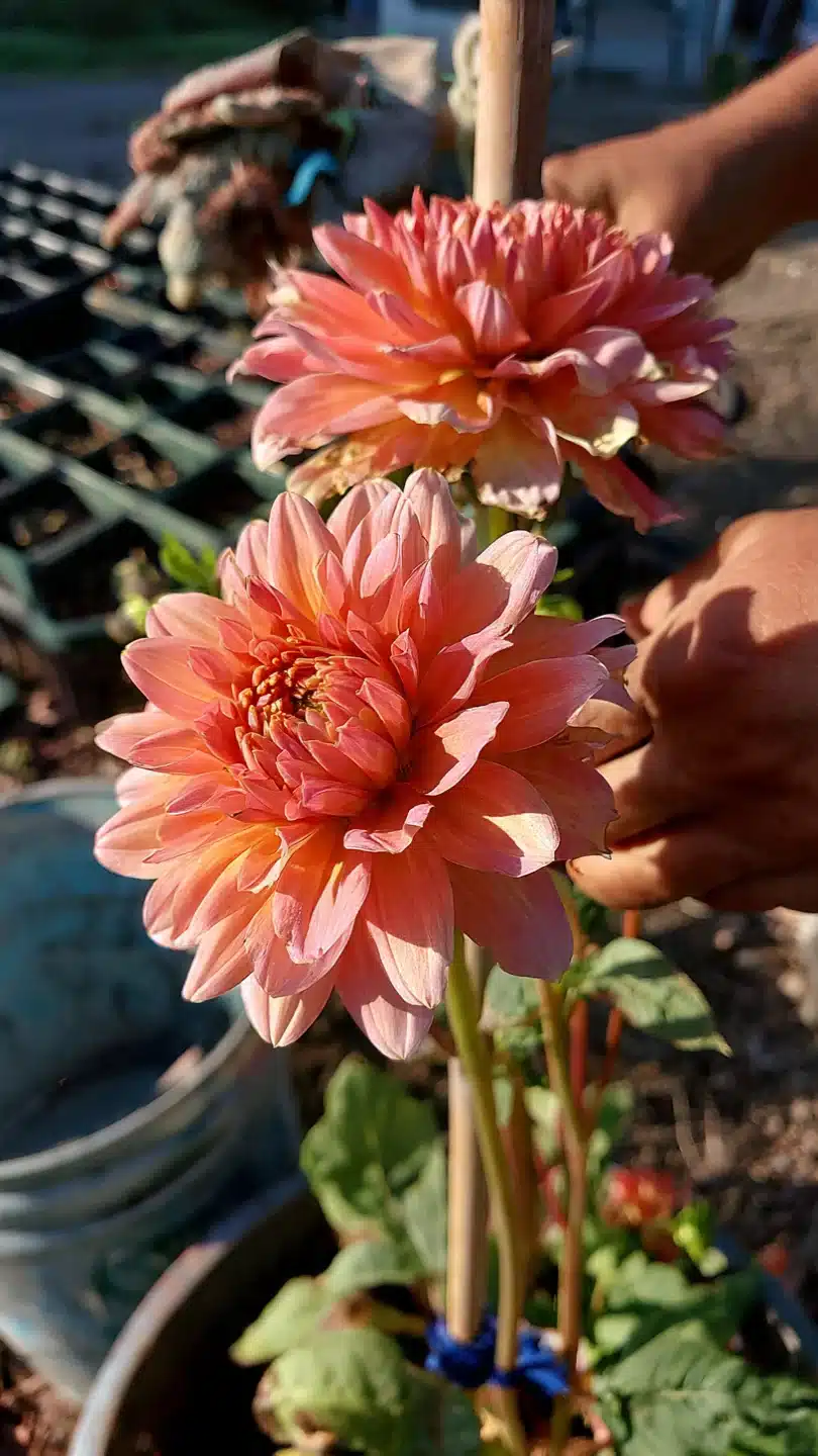 summer-flowers-dahlias