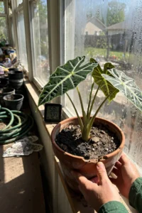 alocasia-care-featured.jpg