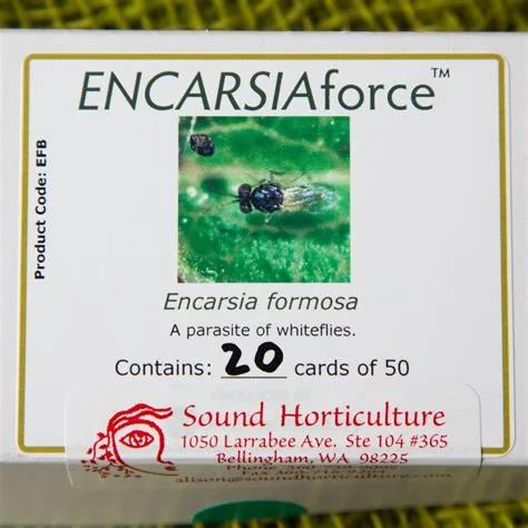 beneficial-insects-encarsia-formosa.jpg