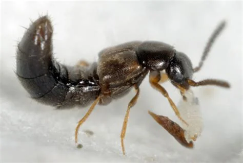 beneficial-insects-dalotia-coriaria.jpg