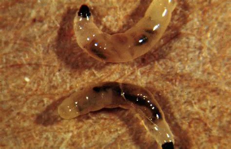 beneficial-insects-stratiolaelaps-scimitus.jpg